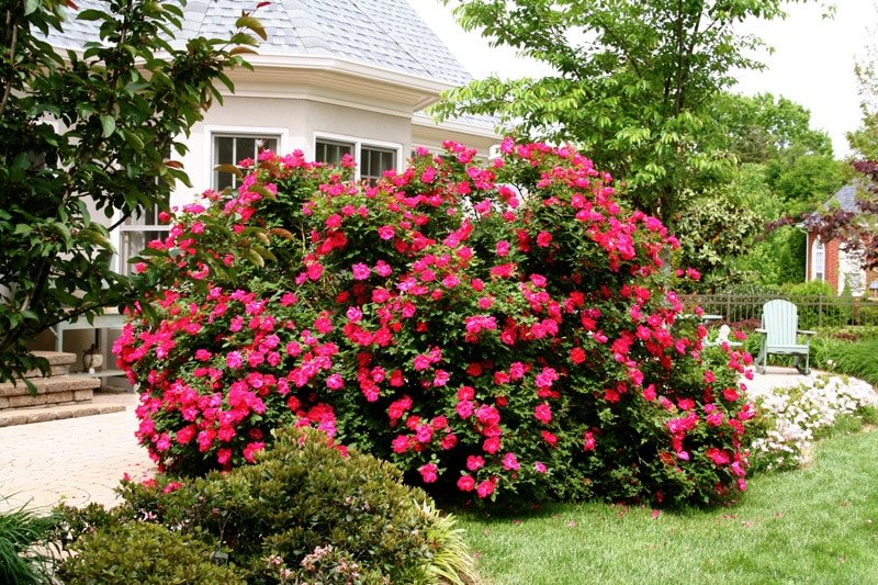 advanced lawn maintained shrubs