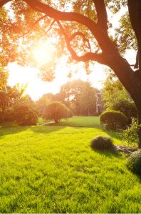 advanced lawn solutions landscape services