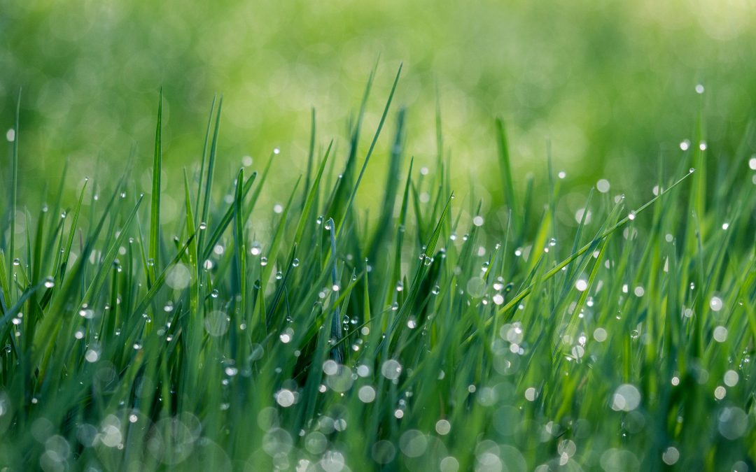 Spring Into Action: The Advantages of Hiring Horticultural Experts for Your Lawn Care