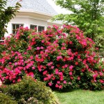 advanced lawn maintained shrubs