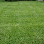 weed control