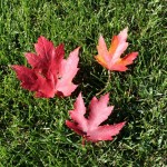 leaves