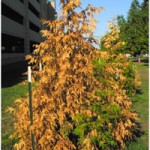 Brown and Dying Arborvitae Brown and Dying Arborvitae