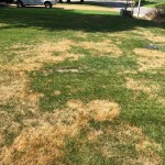 Turf Disease