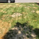 Turf Disease