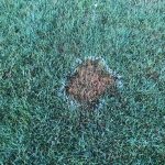 Turf Disease