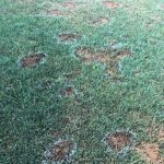 lawn care tips lawn care tips