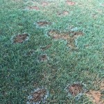 lawn care tips lawn care tips