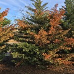 Brown and Dying Arborvitae Brown and Dying Arborvitae