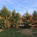 Brown and Dying Arborvitae Brown and Dying Arborvitae